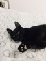 Ziggy (4)